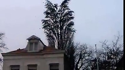 Fantastic Scene of Sparrows sitting on a tree