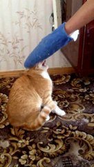 La vengeance d'un chat peut être terrible !