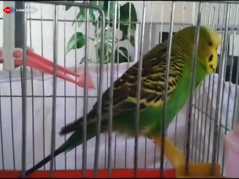 Muhabbet kuşu İhlas suresini okuyor