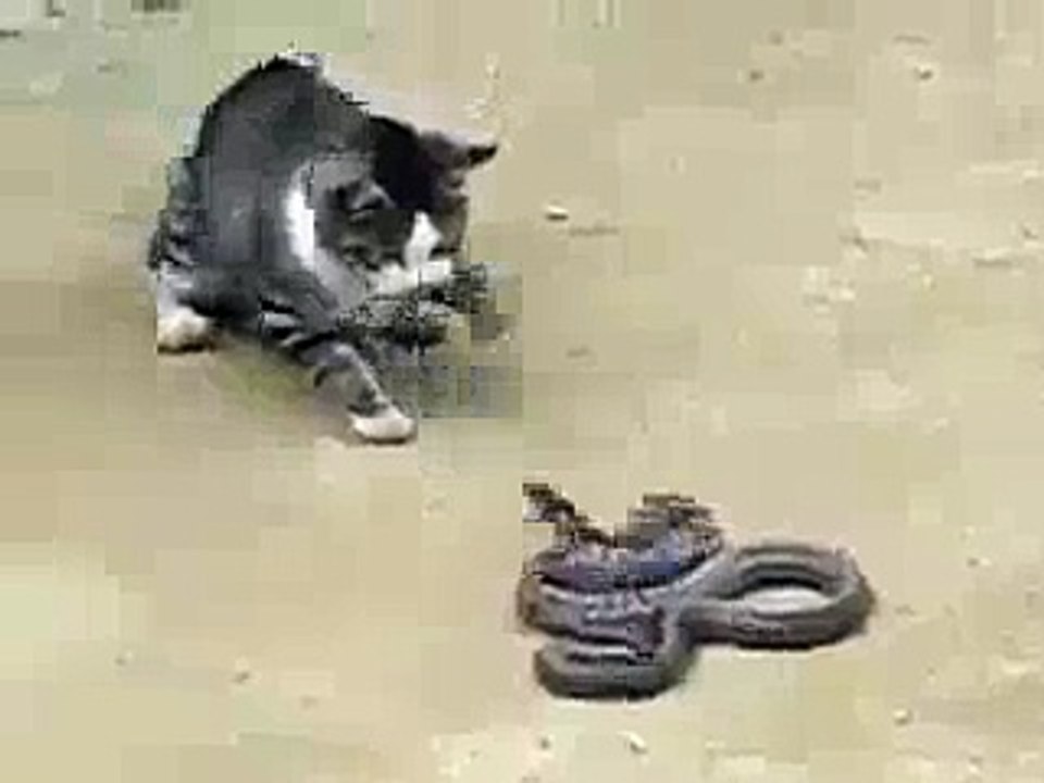 Funny Fight With Cat And Snake