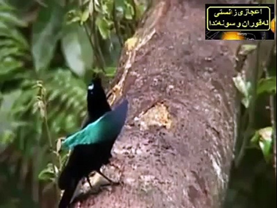 Tilawat -e- Quran Pak