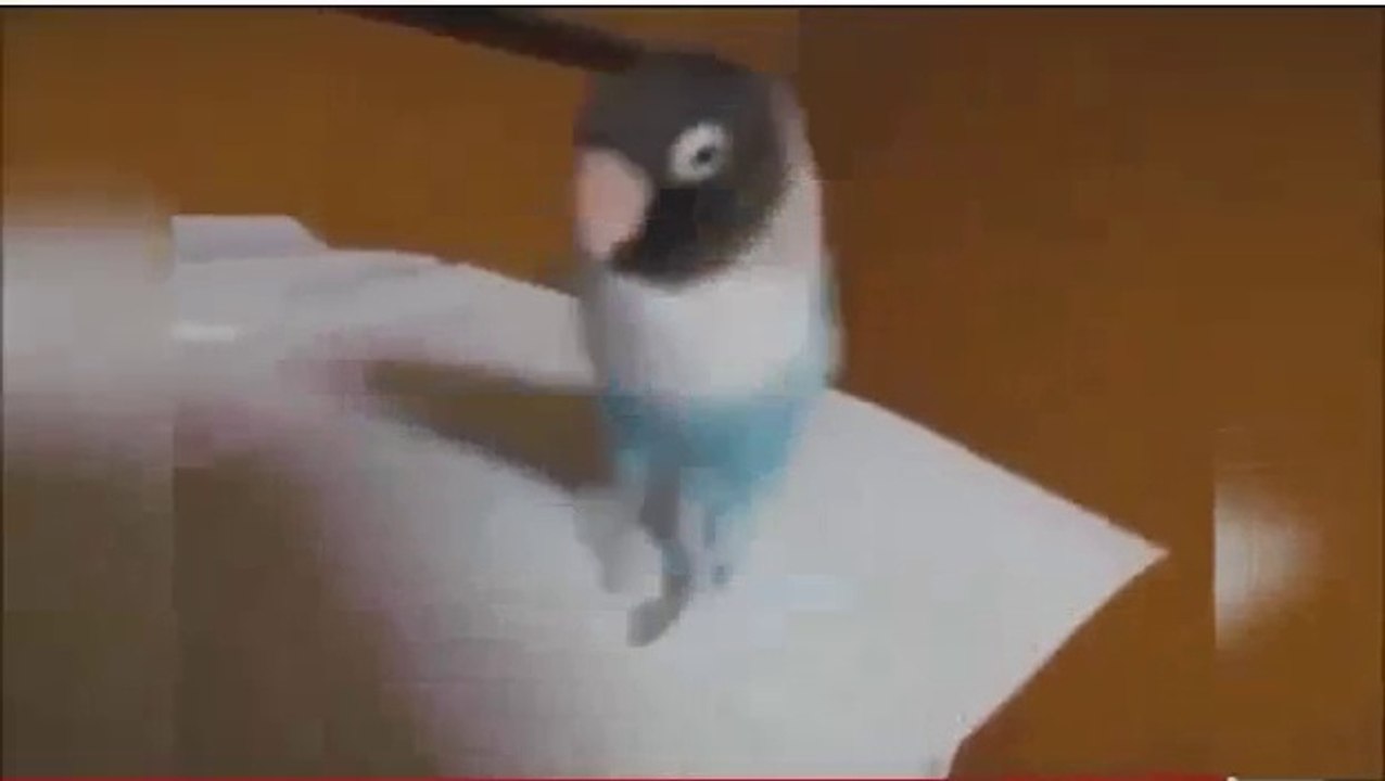 Funny Crow