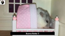 Buona notte