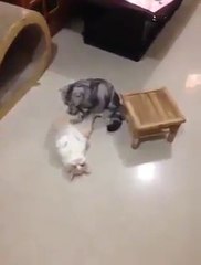 Kediden akılalmaz masaj