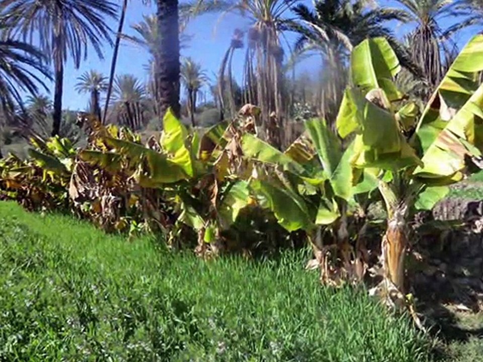 fatima  tabaamrant en visite  a targua n'touchka  2014  chtouka ait baha