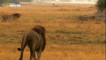 Documental National Geographic 2014 HD Juego de Leones  Game of Lion