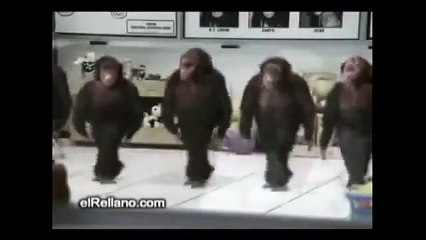 Funny Pranks Happy Birthday Monkey Funny Videos hhh Beautifull _