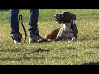 JEDAYE au club canin - Janv. 15-1