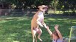 Funny dog jumping lands on little girl : funny accident!