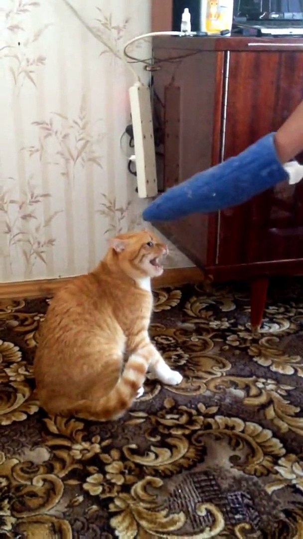 Funny cat hotsell attack video