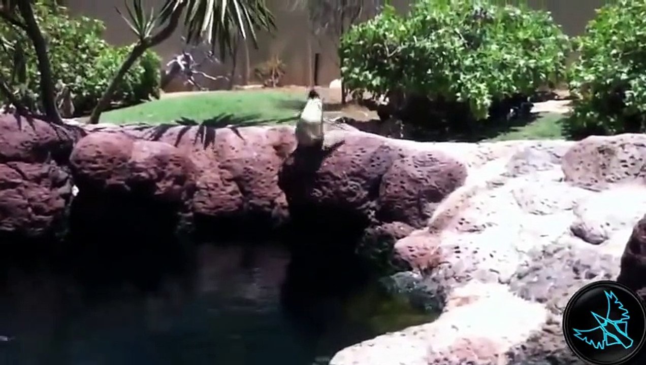 Komik Penguenler, Penguen Kazaları