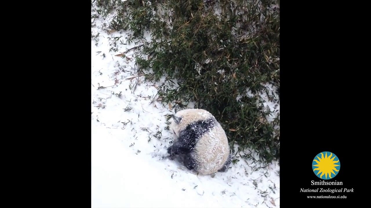 Bao Bao, panda de 6 mois découvre la neige pour la première fois !