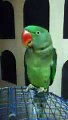 Funny Punjabi Video _ → Talking Parrot - Punjabi _ Waheguru Waheguru
