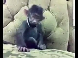 Funny Punjabi Video _ Funny Laughing Monkey Video _ Please Hit Like