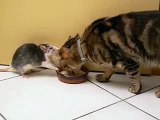 Un rat qui partage sa coupelle de lait avec un chat mais qui sait se faire respecter quand même