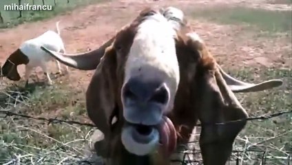 Funny Animals Making Funny Sounds And Noises Compilation 2014 [NEW]