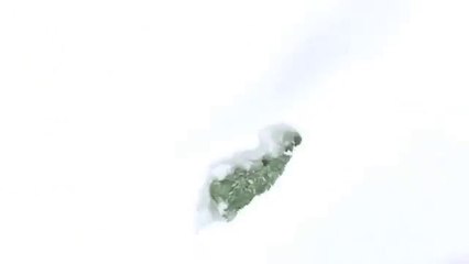 Pourquoi les chihuahuas ne courent pas dans la neige ?