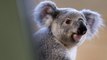 Koalas Were Injured In A Wildfire, Australians Made Them Mittens