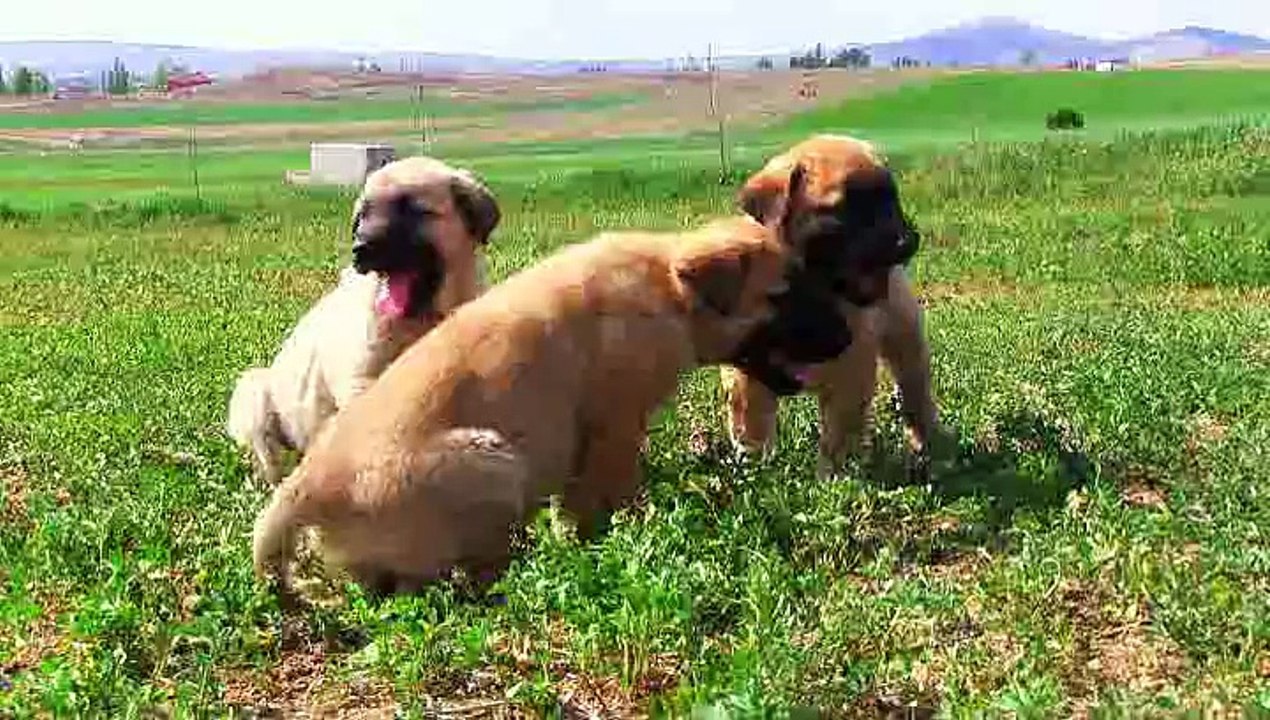 Anadolu Irkı Köpekler