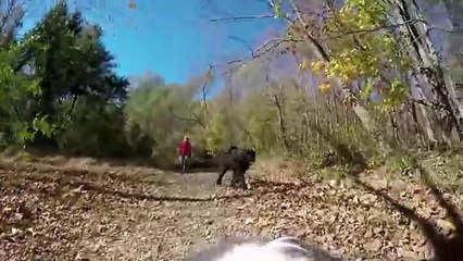 GoPro Hero 4 Being a Dog in 4K!