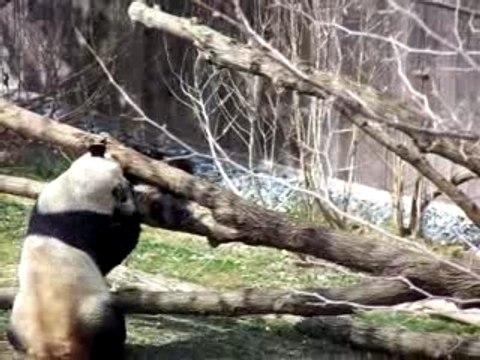 Tai Shan & Mei Xiang #0871