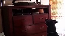 Dog trying to watch TV.. VERY FUNNY