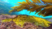 Gopro hero3  black underwater ocean freediving with playful harbor seals