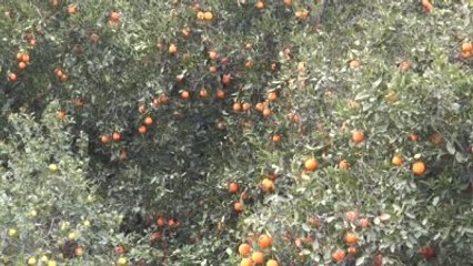 Narenciyede İhracat Arttı, Gelir Yerinde Saydı