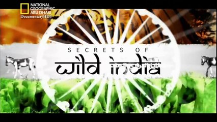 ‫وثائقي - خفايا البراري الهندية - مملكة الفيلة HD‬‎
