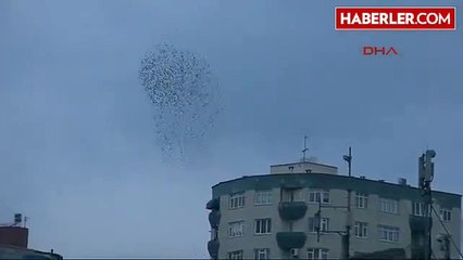 Samsun Sığırcıkların Muhteşem Dansı