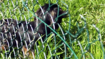 Ioën à la chasse aux papillons