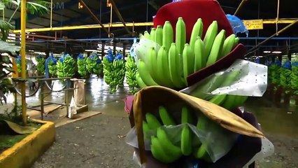 Harvesting Bananas Process-Entertainment & Funny Videos
