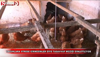 Tavuklara tasavvuf müziği