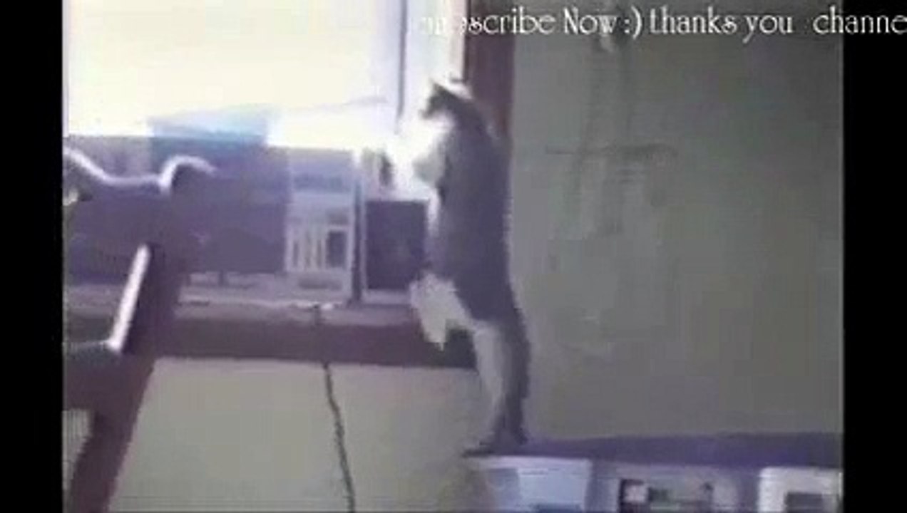 Kitten Fails - Stupid Cats Fails 2014 Funny Cat Videos - Video Dailymotion