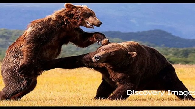 World's Most Dangerous Animals Fights Most Dangerous Animals Fights HD Videos - Video Dailymotion