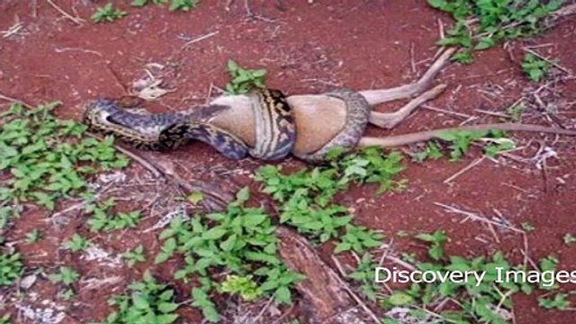 Most Dangerous Animals Fights Most Dangerous Animals Fights HD Videos - Video Dailymotion