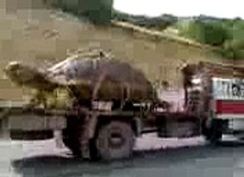 Amaizing World The Biggest Turtle in this Beautiful and Strange World ALLAH KI SHAN In High Qaulity