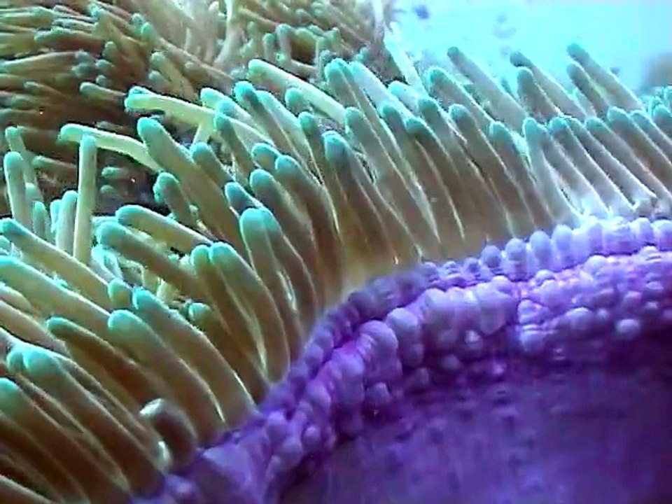 open water koh tao 2005