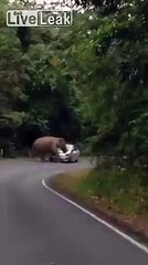 Elephant crushes the front of someone's Car