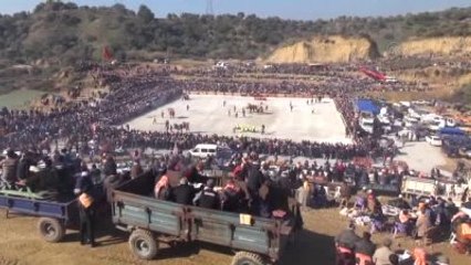 Deve Güreşi İzlerken Kalp Krizi Geçiren Kişi Öldü