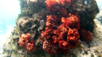 По горам по морям | through mountains and sea