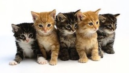 Funny Cats Video - Funny Videos 2015 - Funny Cat Videos Compilation - Funny Animals Funny Fail 2015