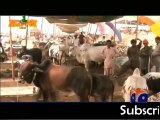 Punjabi Public Comedy Bakra Mandi Funny Clip Tezabi Totay Eid Ul Azha Special Fun