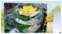 Easy Diy Aquaponics Money Back Guarantee