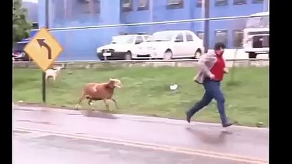 Funny Video - Crazy Sheep Attacking and Scaring People in the City
