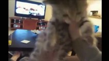 Funny Videos 2015 - Funny Cats Video Compilation - Funny Cat Videos - Funny Animals Funny Fail 2014 - YouTube