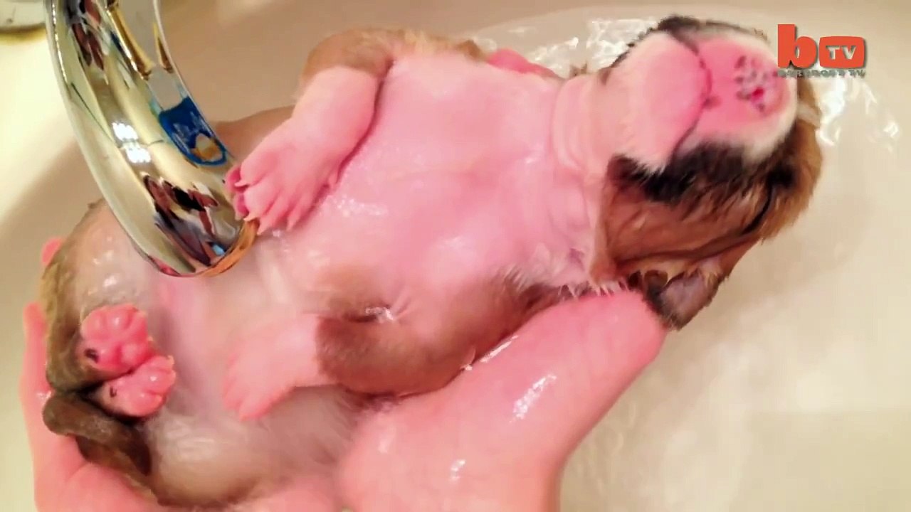 Cute Puppy Shower Rescued Pup Enjoys Bath Time