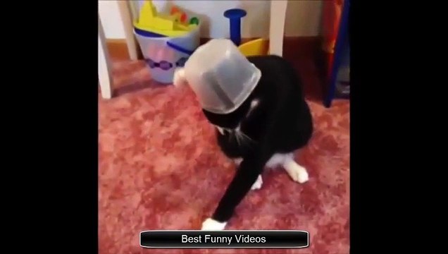 Funny Videos 2015 - Funny Cat Video 2015 - Funny Cats - Funny Vines - Funny Animals - Funny Fails - YouTube_2