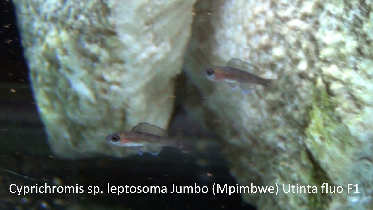 2015-01-11 - Jeunes Enantiopus et Cyprichromis
