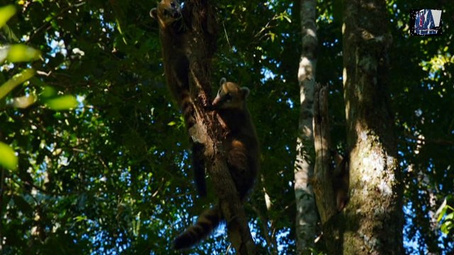 Мир Дикой Природы- 5 часть 2